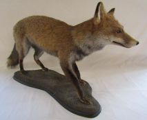 Taxidermy fox - advised preserved by local professional taxidermist William Hales - approx. 41"