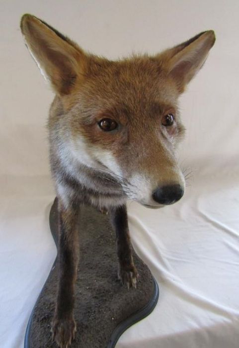 Taxidermy fox - advised preserved by local professional taxidermist William Hales - approx. 41" - Image 3 of 6
