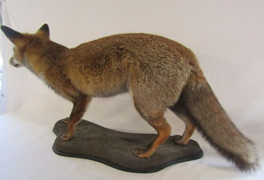 Taxidermy fox - advised preserved by local professional taxidermist William Hales - approx. 41" - Image 6 of 6