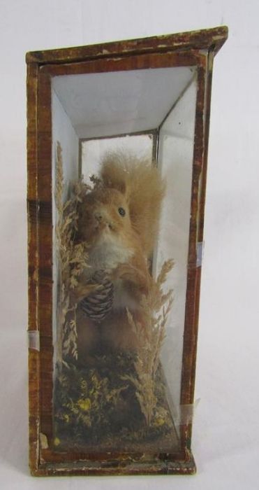 Early 20th century taxidermy red squirrel - part label to rear but indistinguishable - case needs - Image 3 of 6