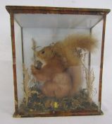 Early 20th century taxidermy red squirrel - part label to rear but indistinguishable - case needs