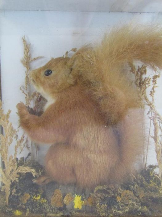 Early 20th century taxidermy red squirrel - part label to rear but indistinguishable - case needs - Image 2 of 6