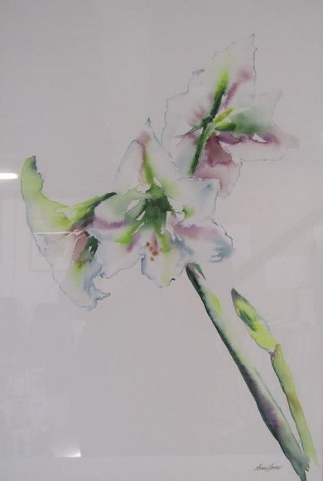 'White Amaryllis' watercolour signed Ann Gover approx. 76.5cm x 56.5cm