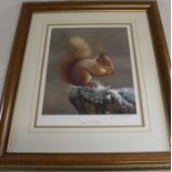 Large framed limited edition print "Squirrel Nutkin" signed in pencil Robert Fuller 52cm x 62cm