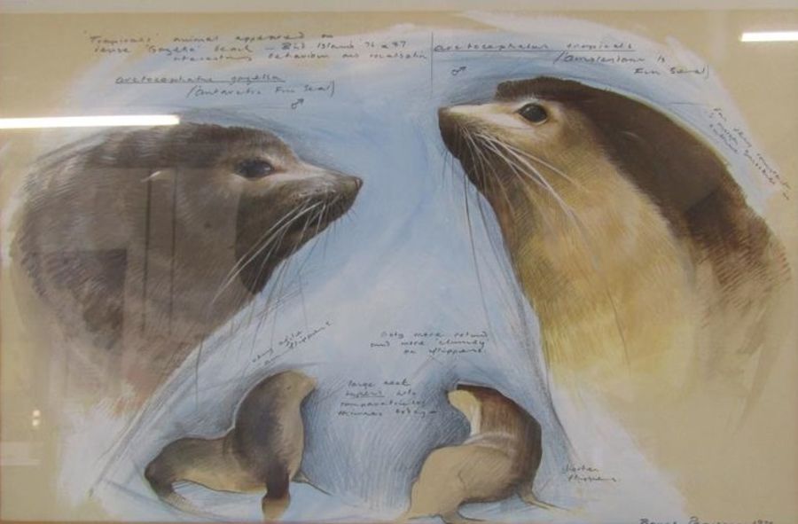 Bruce Pearson 1977 signed mixed artwork depicting arctic fur seal and description including latin