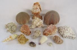Collection of shells includes carved conch shell on shell stand, sea urchin etc