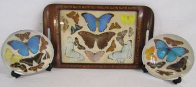 Wooden marquetry tray with butterfly taxidermy along with 2 butterfly taxidermy plates