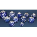 11 Chinese blue & white ginger jars of varying size with prunus blossom decoration