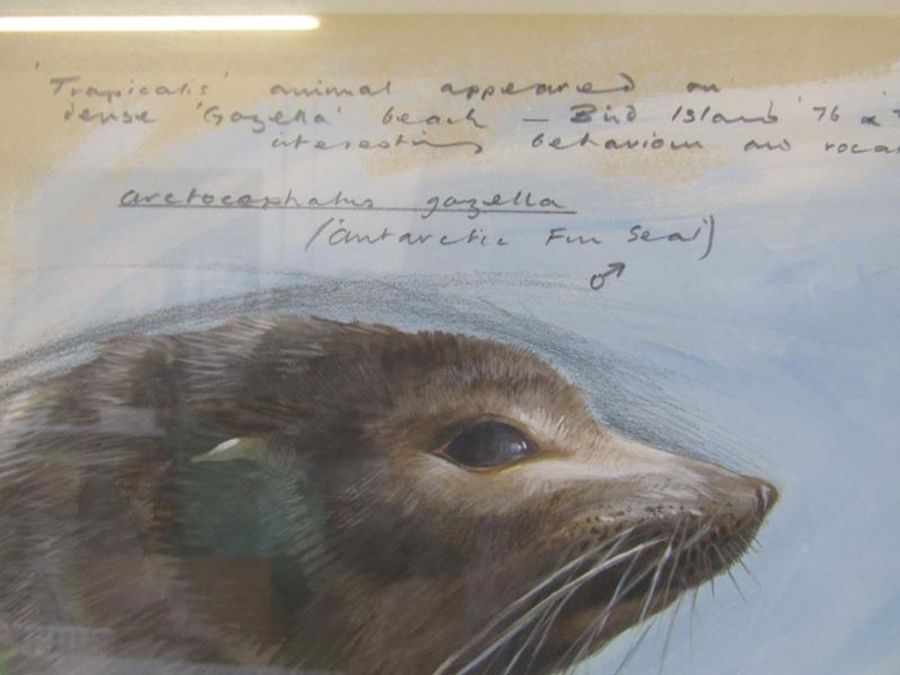 Bruce Pearson 1977 signed mixed artwork depicting arctic fur seal and description including latin - Image 4 of 5