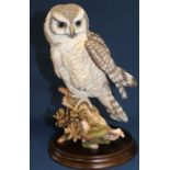 Country Artists Hawk Owl with Pine Cones 02734