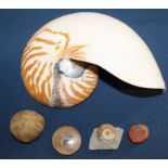 Nautilus Pompilius shell, fossilised sea urchin, 2 ammonites & 1 other fossil