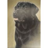 Large framed oil on board portrait of a black Labrador signed ? Hall '85 50cm x 65cm
