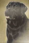 Large framed oil on board portrait of a black Labrador signed ? Hall '85 50cm x 65cm