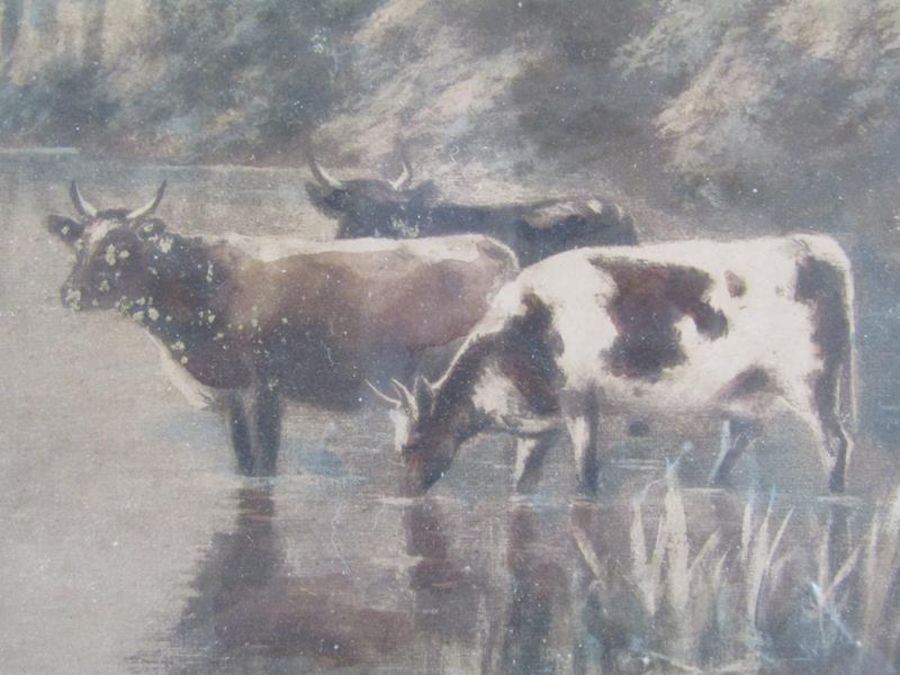 Unsigned over painted print depicting shorthorn cows drinking from a river in an oak frame approx. - Image 3 of 5
