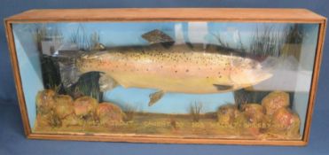 Taxidermy rainbow trout '5lb 8oz caught by Rob Wright - Spilsby 1991'. Case size 70cm by 31cm by