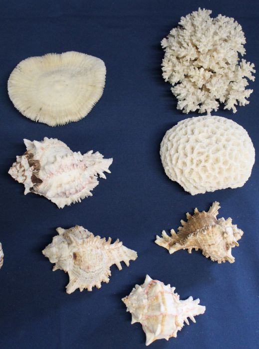 Selection of shells and coral - Image 2 of 3