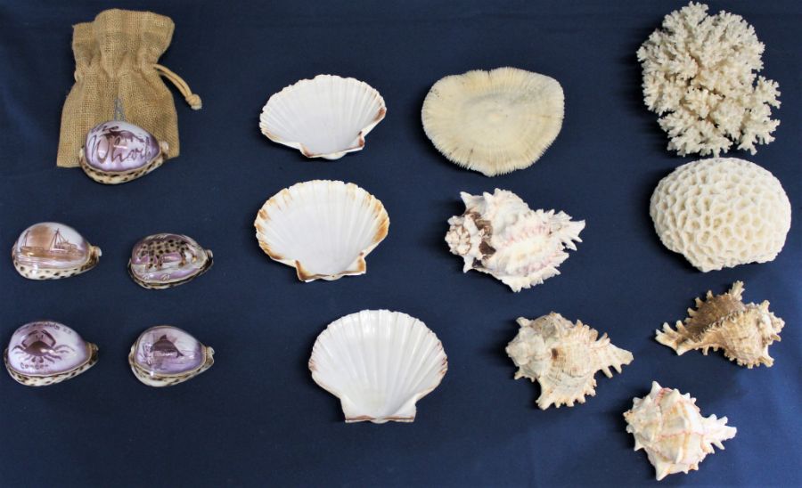 Selection of shells and coral