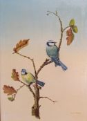 Framed oil on canvas depicting Bluetits, signed D E Murray 39.5cm x 50cm