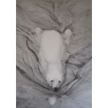 Gary Hodges print 'Polar Bear Swimming' pencil signed - approx. 68.5cm x 48cm