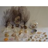 Selection of sea shells, including some in a glass fish bowl and 5 sea fans