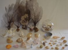 Selection of sea shells, including some in a glass fish bowl and 5 sea fans