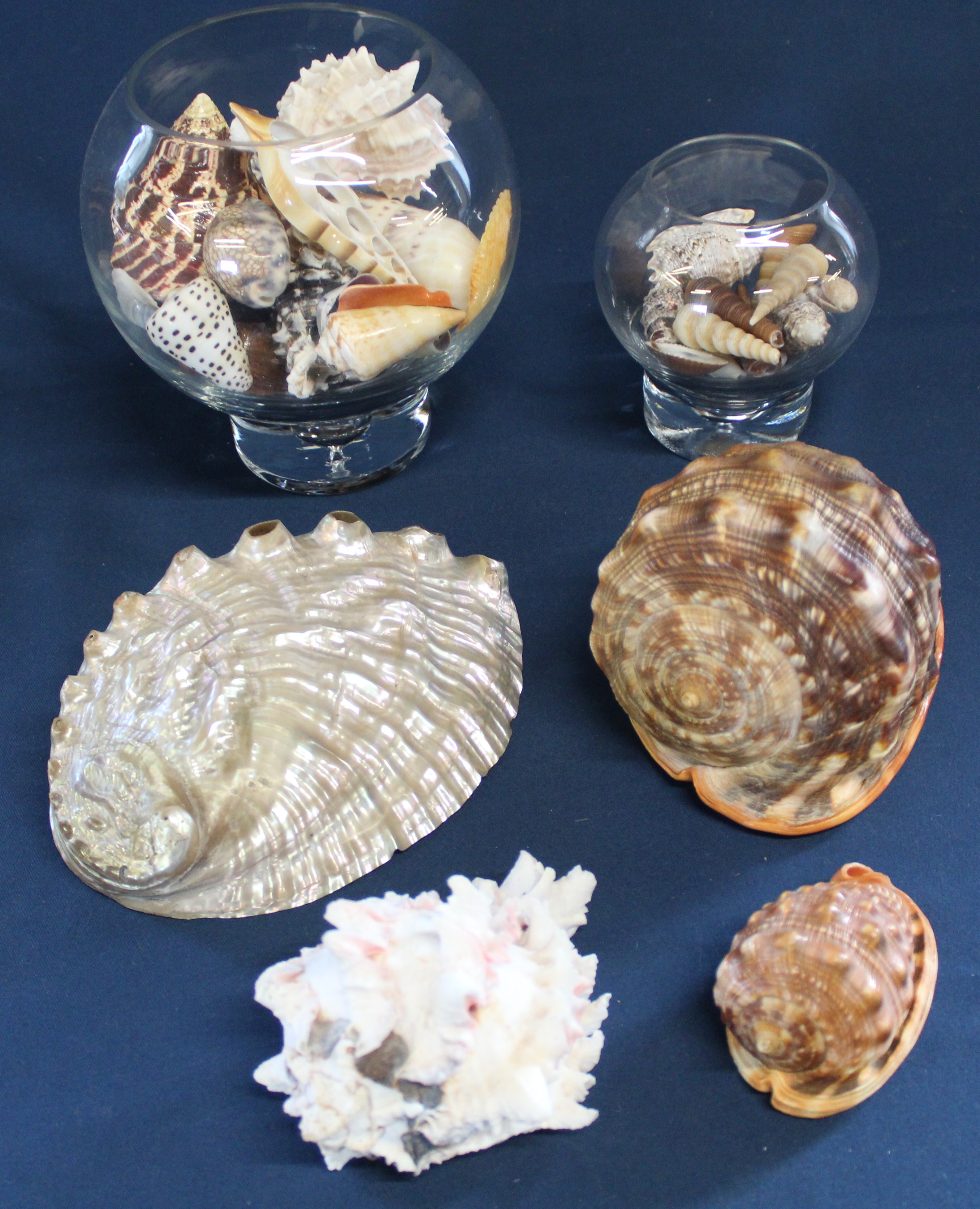 Selection of shells including conch & cowrie