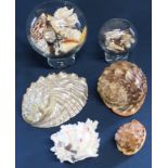 Selection of shells including conch & cowrie