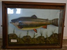 Model cased rainbow trout