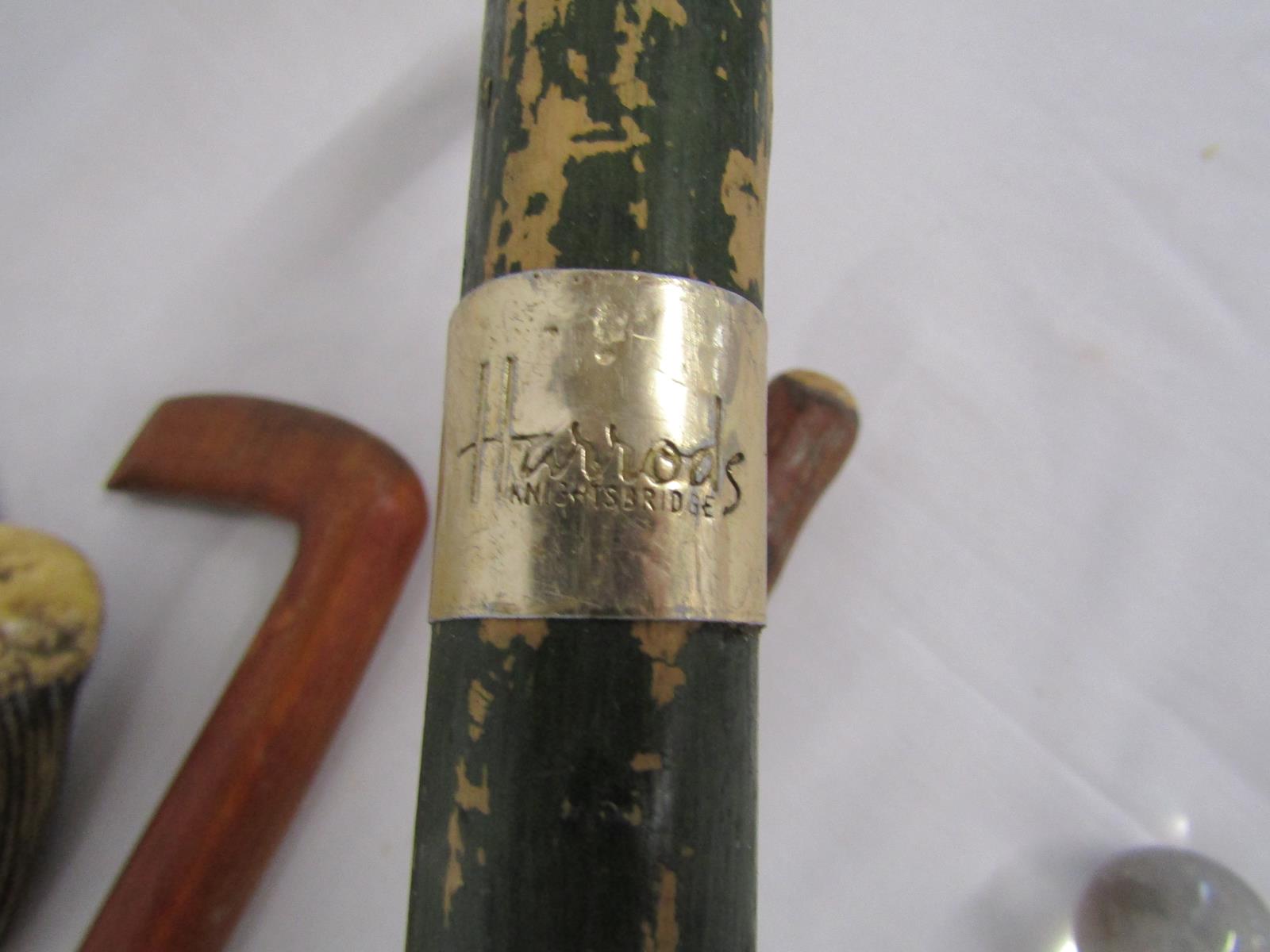 Collection of walking sticks includes Harrods, horn handle, gnarly wood handle etc - Image 6 of 6