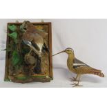 Taxidermy jay and a model of a wading bird