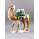 A Tang style model of a Bactrian camel, 18" high