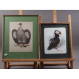 A 19th century hand-coloured engraving, griffin vulture, and one other colour print, puffin, in gilt