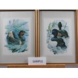 After Tunnicliffe: four colour prints, bird studies, in gilt frames