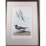 John James Audubon "Birds of America": a 19th century colour print, "Black Tern", plate mark