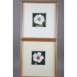 Nigel Ashcroft: a pair of watercolours, Hibiscus studies, 4 3/4" x 4 3/4", in gilt frames