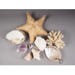 A starfish, 12" wide, various shells, a carved piece of mother-of-pearl, formed as a shell, a