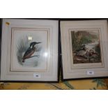 Lilian Medland: three hand-coloured prints, studies of birds, "The Bullfinch", "The Crossbill",