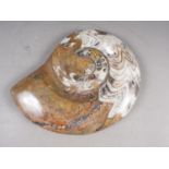 A polished hardstone (marble/agate) ammonite, 12" wide