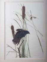 George McLean, 10/72: a signed limited edition colour print, "Red-winged Blackbird and Cattails",