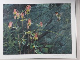 Robert Bateman: two signed limited edition colour prints, "Ruby Throat and Columbine", 582/950,