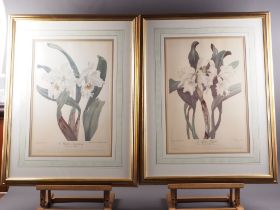 A pair of botanical prints, orchids, in wash line mount and gilt frames