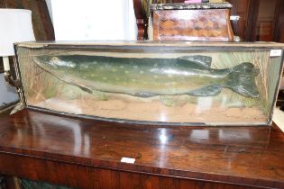 A taxidermy pike, in bowfront glass case, 44" long (damages to glass)