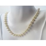 A single row of cultured pearls, uniform individually knotted beads,