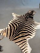 A ZEBRA SKIN WITH A FLATTENED HEAD, THE TAIL CURRENTLY LOOSE. 225 x 195cms.