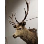 A STAGS HEAD MOUNTED ON AN OAK SHIELD INSCRIBED FLOWERDALE 1935