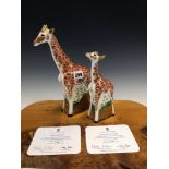 A 2010 ROYAL CROWN DERBY MASAI GIRAFFE, 479/950 TOGETHER WITH A MASAI BABY GIRAFFE, 479/950, BOTH