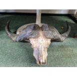 THE SKULL AND HORNS OF A WATER BUFFALO