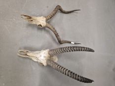 A PAIR OF SKULL MOUNTED IBEX HORNS