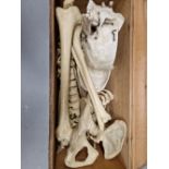 AN ANTIQUE MEDICAL SPECIMEN HALF SKELETON CONTAINED IN ITS PERIOD PINE CASE.