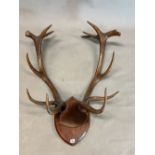 A PAIR OF STAGS ANTLERS MOUNTED ON AN ELM SHIELD. H 97cms.